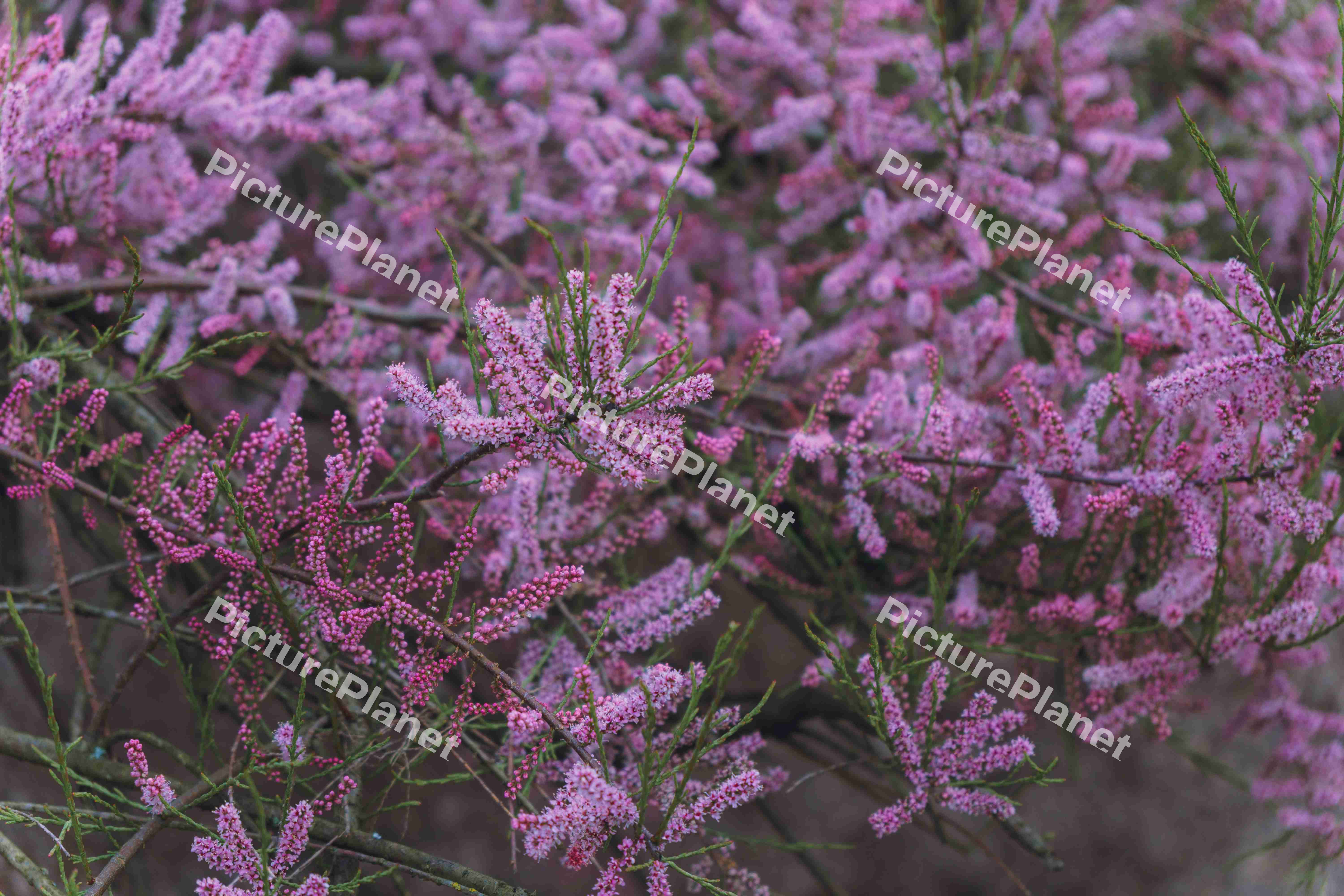 Tamarix Ramosissma